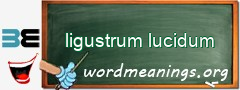 WordMeaning blackboard for ligustrum lucidum